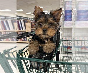 Yorkshire Terrier Puppy for Sale in ATLANTA, Georgia USA