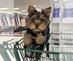 Small Photo #1 Yorkshire Terrier Puppy For Sale in ATLANTA, GA, USA
