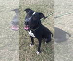 Small #7 American Pit Bull Terrier Mix
