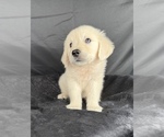 Small #5 English Cream Golden Retriever
