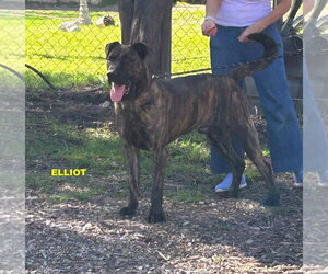 ELIOTT - Male Holland Shepherd-Plott Hound Mix Dog for Adoption - Photo #3