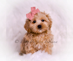 Small #6 Maltipoo (Miniature)