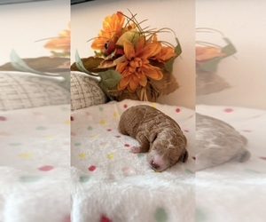 Medium Poodle (Toy)