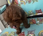 Small Photo #3 Cavapoo-Poodle (Miniature) Mix Puppy For Sale in ATGLEN, PA, USA