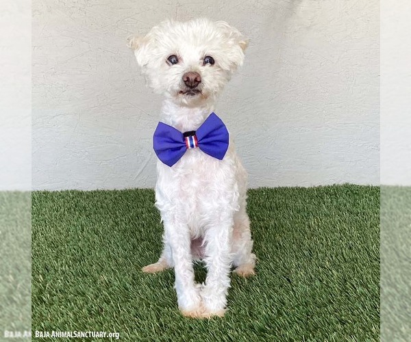 Medium Photo #2 Maltipoo (Miniature) Puppy For Sale in San Diego, CA, USA