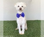 Small #1 Maltipoo (Miniature)