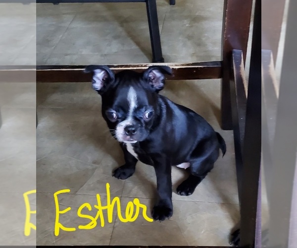 Medium Photo #3 Faux Frenchbo Bulldog Puppy For Sale in NEW CANEY, TX, USA