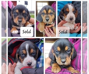 Beagle Puppy for sale in COLUMBIANA, OH, USA