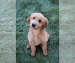 Small Photo #9 Goldendoodle (Miniature) Puppy For Sale in SYRACUSE, IN, USA