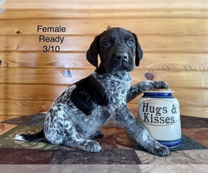 German Shorthaired Pointer Puppy for sale in DELANO, MN, USA