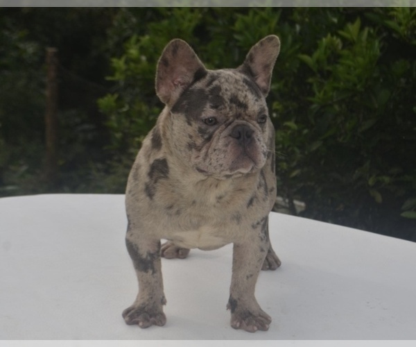 Medium Photo #1 French Bulldog Puppy For Sale in CORAL GABLES, FL, USA