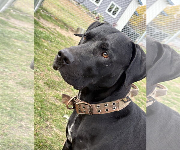Medium Photo #1 Labrador Retriever-Unknown Mix Puppy For Sale in Webster, WI, USA