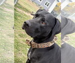 Diesel - Male Labrador Retriever-Unknown Mix Dog for Adoption - Small photo