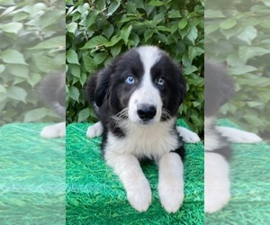 Australian Shepherd Puppy for Sale in INDIANAPOLIS, Indiana USA