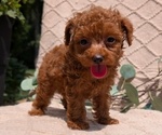 Small #4 Cockapoo