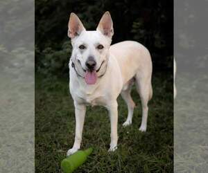 Mutt Dogs for adoption in Princeton, MN, USA