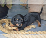 Puppy Toffee Dachshund