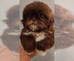 Small Shih Tzu