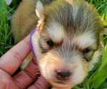 Small Photo #1 German Shepherd Dog-Siberian Husky Mix Puppy For Sale in MANTUA, OH, USA