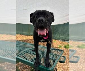 Mutt Dogs for adoption in Waterford, VA, USA