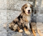 Puppy Naia Aussiedoodle-Bernedoodle Mix