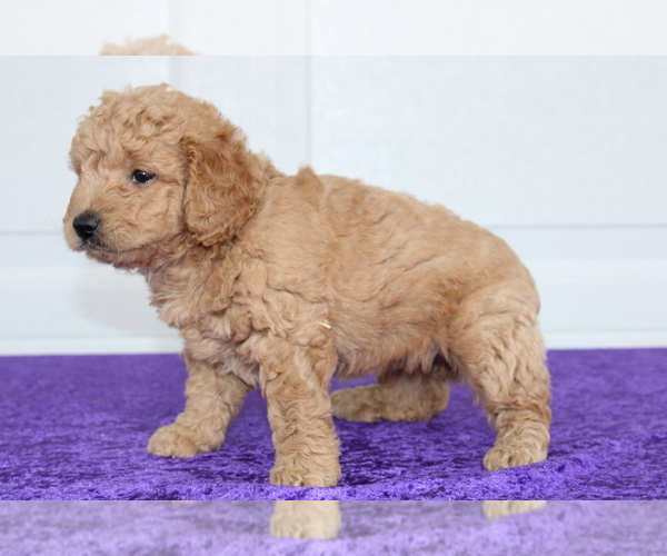 Medium Photo #5 Goldendoodle (Miniature) Puppy For Sale in BLOOMINGTON, IN, USA