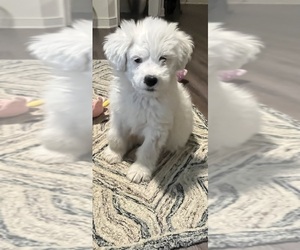 Great Pyrenees-Old English Sheepdog Mix Dog for Adoption in LYNCHBURG, Virginia USA