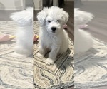 Small Great Pyrenees-Old English Sheepdog Mix