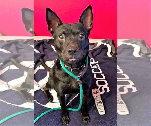 Medium Photo #1 Mutt Puppy For Sale in Rockaway, NJ, USA