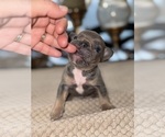 Small Photo #9 French Bulldog Puppy For Sale in HILTON, NY, USA