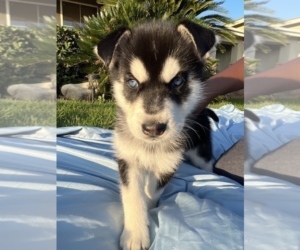 Medium Photo #1 Alaskan Husky-Siberian Husky Mix Puppy For Sale in RIVERSIDE, CA, USA