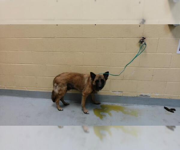 Medium Photo #1 German Shepherd Dog Puppy For Sale in Tulsa, OK, USA