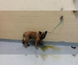 German Shepherd Dog Dogs for adoption in Tulsa, OK, USA