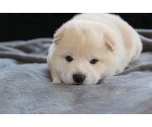 Shiba Inu Puppy for sale in VIRGINIA BCH, VA, USA