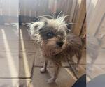 LILLIE MARIE - Female Fox Terrier (Toy) Dog for Adoption - Small photo