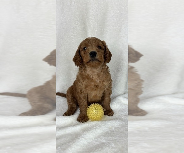 Medium Photo #2 Goldendoodle (Miniature) Puppy For Sale in GREENFIELD, IN, USA