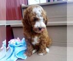 Small #1 Goldendoodle (Miniature)
