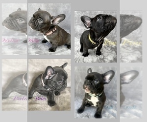 French Bulldog Puppy for sale in LONGS, SC, USA
