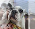 Small #2 French Bulldog