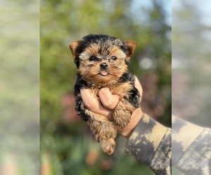 Yorkshire Terrier Puppy for Sale in FRESNO, California USA
