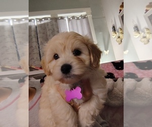 Medium Maltipoo (Miniature)