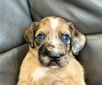 Small #3 Boxer-Poodle (Standard) Mix