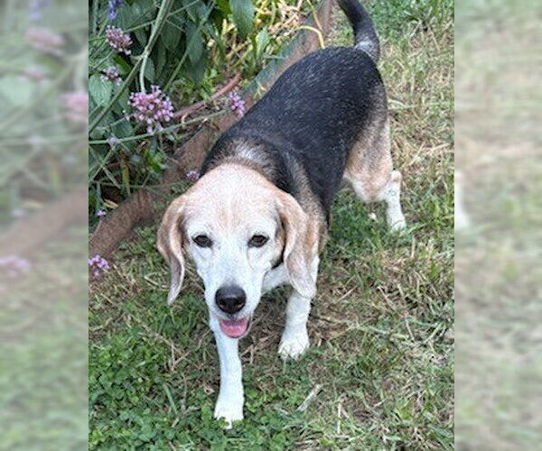 Medium Photo #6 Beagle Puppy For Sale in Dunnellon, FL, USA