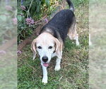 Small #5 Beagle