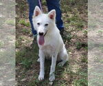 Small American Eskimo Dog-Golden Retriever Mix