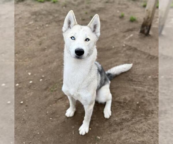 Medium Photo #2 Siberian Husky Puppy For Sale in Modesto, CA, USA
