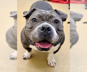 Staffordshire Bull Terrier-Unknown Mix Dogs for adoption in Derwood, MD, USA