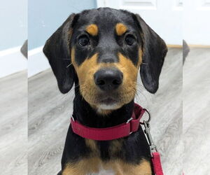Beagle-Unknown Mix Dogs for adoption in Dunnellon, FL, USA