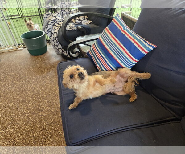 Medium Photo #5 Mutt Puppy For Sale in Spring, TX, USA