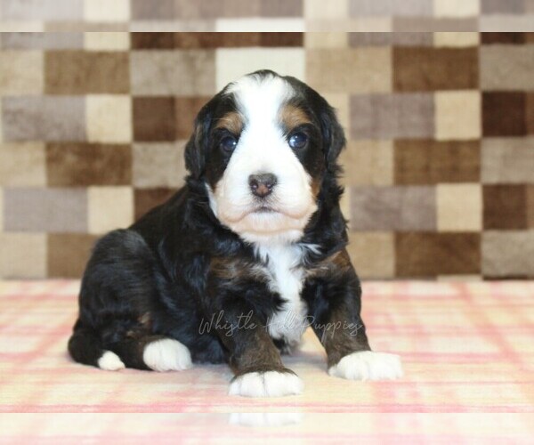 Medium Photo #1 Bernedoodle (Miniature) Puppy For Sale in DENVER, PA, USA
